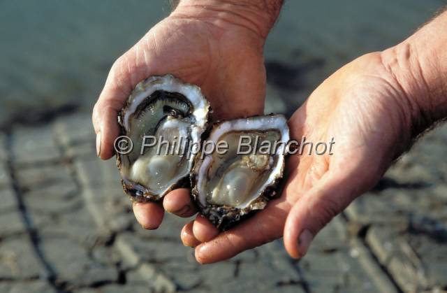 huitre oleron 25.JPG - Fines de claires ouvertesMarennes Oléron, France